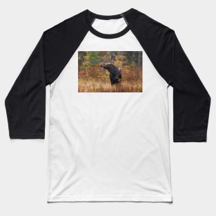 Shy - Canadian Moose - Algonquin Park, Canada Baseball T-Shirt